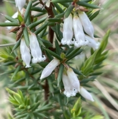Leucopogon fletcheri subsp. brevisepalus (Twin Flower Beard-Heath) at Rendezvous Creek, ACT - 15 Oct 2022 by JaneR