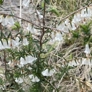 Styphelia fletcheri subsp. brevisepala at Rendezvous Creek, ACT - 15 Oct 2022