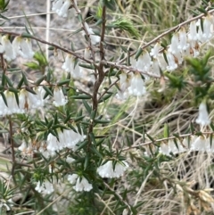Leucopogon fletcheri subsp. brevisepalus at Rendezvous Creek, ACT - 15 Oct 2022