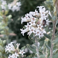 Acrothamnus hookeri (Mountain Beard Heath) at Rendezvous Creek, ACT - 15 Oct 2022 by JaneR