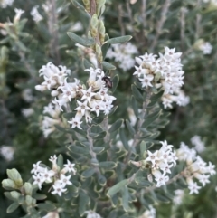 Acrothamnus hookeri at Rendezvous Creek, ACT - 15 Oct 2022