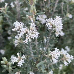 Acrothamnus hookeri at Rendezvous Creek, ACT - 15 Oct 2022 02:35 PM