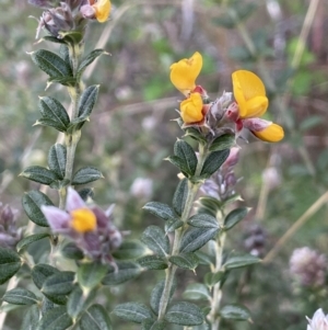 Oxylobium ellipticum at Rendezvous Creek, ACT - 15 Oct 2022 04:10 PM