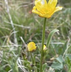 Ranunculus lappaceus (Australian Buttercup) at Rendezvous Creek, ACT - 15 Oct 2022 by JaneR