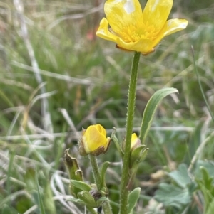 Ranunculus lappaceus at Rendezvous Creek, ACT - 15 Oct 2022