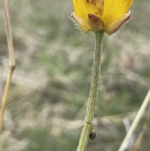 Ranunculus lappaceus at Rendezvous Creek, ACT - 15 Oct 2022 03:44 PM