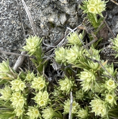 Scleranthus diander (Many-flowered Knawel) at Rendezvous Creek, ACT - 15 Oct 2022 by JaneR