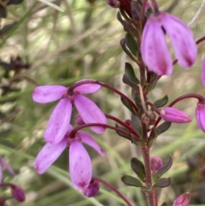 Tetratheca bauerifolia at Rendezvous Creek, ACT - 15 Oct 2022