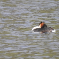 Podiceps cristatus (Great Crested Grebe) at QPRC LGA - 15 Oct 2022 by Liam.m