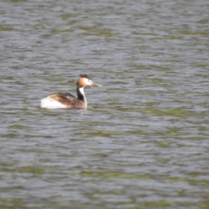 Podiceps cristatus at Bungendore, NSW - suppressed