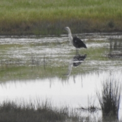 Ardea pacifica (White-necked Heron) at Bungendore, NSW - 16 Oct 2022 by Liam.m