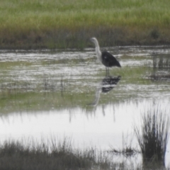 Ardea pacifica (White-necked Heron) at QPRC LGA - 15 Oct 2022 by Liam.m