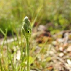 Hymenochilus bicolor (ACT) = Pterostylis bicolor (NSW) (Black-tip Greenhood) at Carwoola, NSW - 15 Oct 2022 by Liam.m