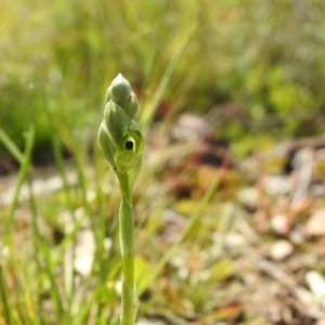 Hymenochilus bicolor (ACT) = Pterostylis bicolor (NSW) at Carwoola, NSW - 15 Oct 2022