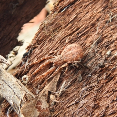 Isala cambridgei (Blunt-headed Crab Spider) at QPRC LGA - 15 Oct 2022 by Liam.m