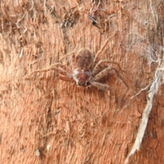 Sparassidae (family) (A Huntsman Spider) at Carwoola, NSW - 15 Oct 2022 by Liam.m