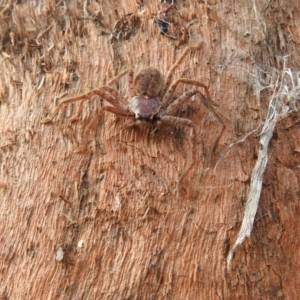 Sparassidae (family) at Carwoola, NSW - 15 Oct 2022