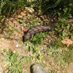 Tiliqua rugosa (Shingleback Lizard) at Carwoola, NSW - 15 Oct 2022 by Liam.m