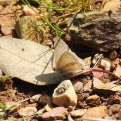 Lampides boeticus (Long-tailed Pea-blue) at QPRC LGA - 15 Oct 2022 by Liam.m