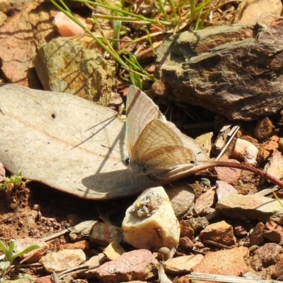 Lampides boeticus (Long-tailed Pea-blue) at QPRC LGA - 15 Oct 2022 by Liam.m