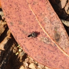 Maratus proszynskii (Peacock spider) at Carwoola, NSW - 14 Oct 2022 by Liam.m