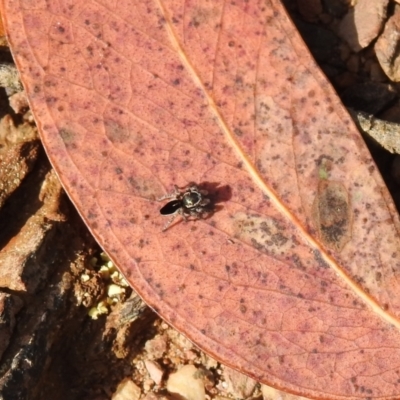 Maratus proszynskii (Peacock spider) at Carwoola, NSW - 15 Oct 2022 by Liam.m