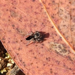 Maratus proszynskii at Carwoola, NSW - suppressed