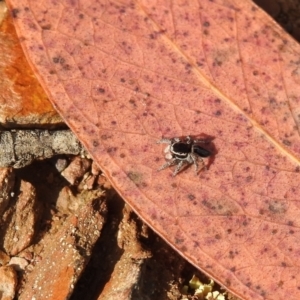 Maratus proszynskii at Carwoola, NSW - suppressed