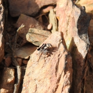 Maratus proszynskii at Carwoola, NSW - suppressed