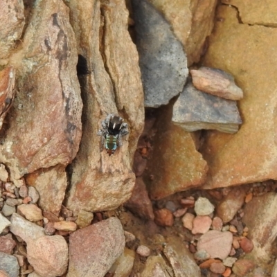 Maratus calcitrans (Kicking peacock spider) at Carwoola, NSW - 15 Oct 2022 by Liam.m
