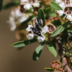 Mordellidae (family) at Wodonga, VIC - 12 Dec 2021 01:04 PM
