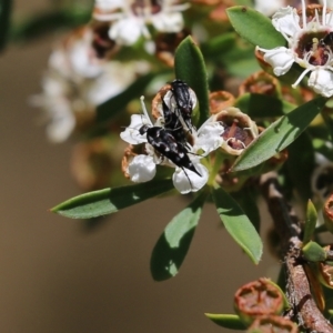 Mordellidae (family) at Wodonga, VIC - 12 Dec 2021