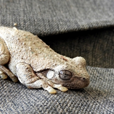 Litoria peronii (Peron's Tree Frog, Emerald Spotted Tree Frog) at Crooked Corner, NSW - 16 Oct 2022 by Milly