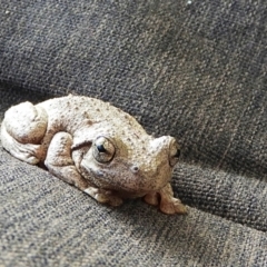 Litoria peronii at Crooked Corner, NSW - 16 Oct 2022