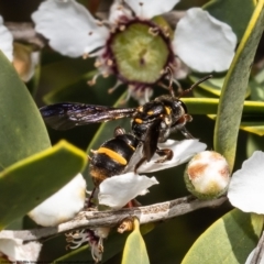 Eumeninae (subfamily) at Moruya Heads, NSW - 14 Oct 2022 by Roger