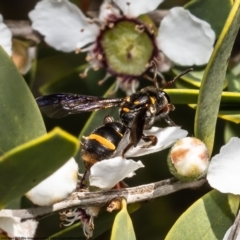 Unidentified Potter wasp (Vespidae, Eumeninae) at Moruya Heads, NSW - 14 Oct 2022 by Roger