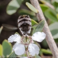 Meomyia sericans (Black & Grey true Bee Fly) at Moruya Heads, NSW - 14 Oct 2022 by Roger