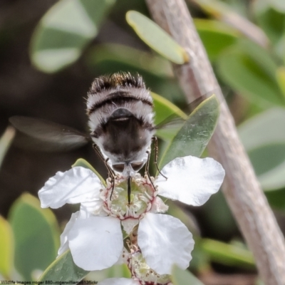 Unidentified Bee fly (Bombyliidae) at Moruya Heads, NSW - 14 Oct 2022 by Roger