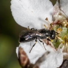 Hylaeus (Prosopisteron) littleri at Moruya Heads, NSW - 14 Oct 2022 by Roger