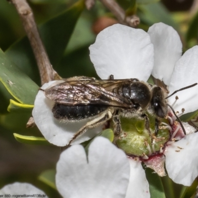 Unidentified Bee (Hymenoptera, Apiformes) at Moruya Heads, NSW - 14 Oct 2022 by Roger