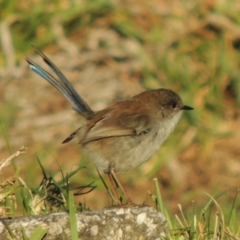 Malurus cyaneus (Superb Fairywren) at Kioloa, NSW - 3 Jun 2014 by michaelb