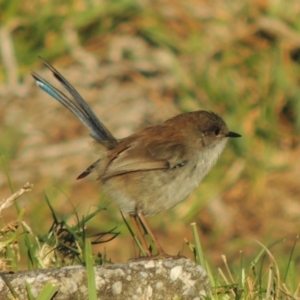 Malurus cyaneus at Kioloa, NSW - 3 Jun 2014