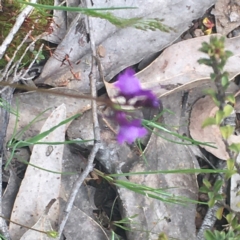 Linaria pelisseriana (Pelisser's Toadflax) at Bruce, ACT - 15 Oct 2022 by EricaL