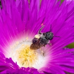 Unidentified Bee (Hymenoptera, Apiformes) at Moruya Heads, NSW - 14 Oct 2022 by Roger