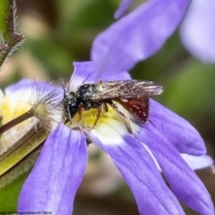 Exoneura sp. (genus) (A reed bee) at Moruya Heads, NSW - 14 Oct 2022 by Roger