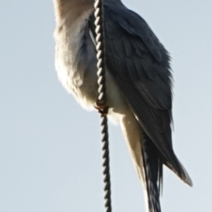 Cacomantis flabelliformis (Fan-tailed Cuckoo) at Piney Ridge - 9 Oct 2022 by Ct1000