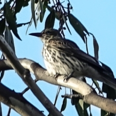 Oriolus sagittatus (Olive-backed Oriole) at Block 402 - 9 Oct 2022 by Ct1000