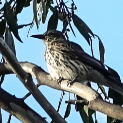 Oriolus sagittatus (Olive-backed Oriole) at Piney Ridge - 9 Oct 2022 by Ct1000