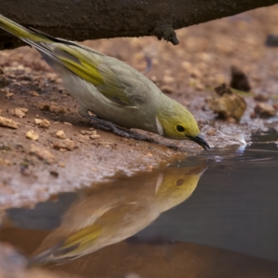 Ptilotula penicillata (White-plumed Honeyeater) at Cootamundra, NSW - 29 Nov 2021 by trevsci