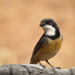 Pachycephala rufiventris (Rufous Whistler) at Cootamundra, NSW - 29 Nov 2021 by trevsci